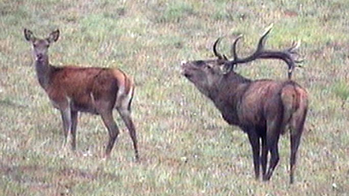 PASSIONE PER IL CERVO